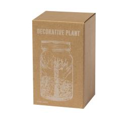 Planta Decorativa Kyala