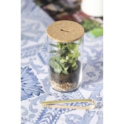 Terrarium Anymak